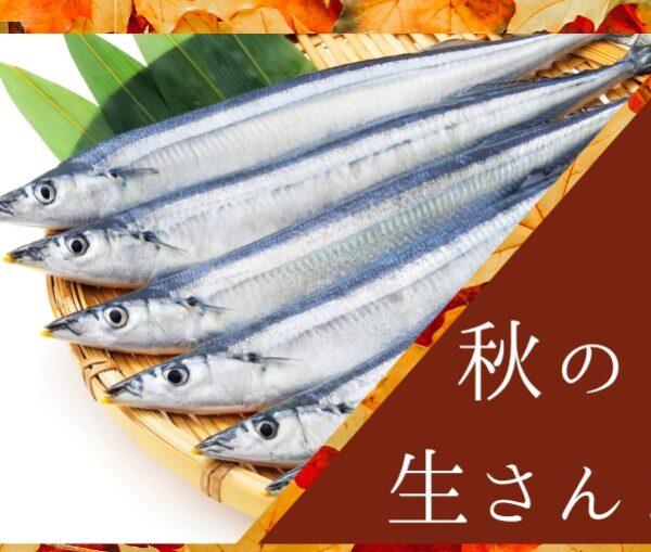 秋刀魚の販売始めました!